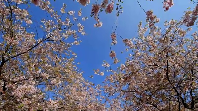 德国巴伐利亚，春天，天空湛蓝，樱花盛开视频素材