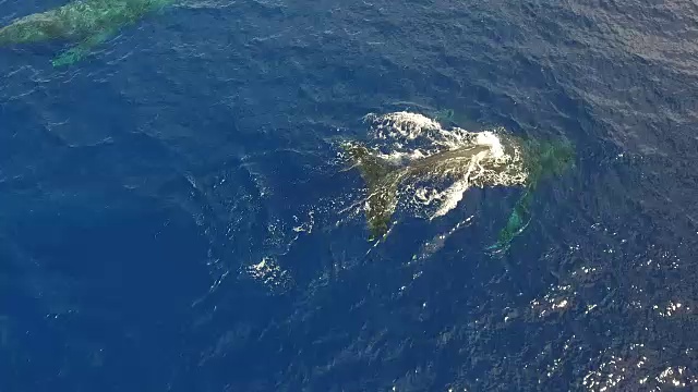 座头鲸鸟瞰图视频素材