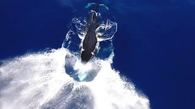 座头鲸突破鸟瞰图视频素材