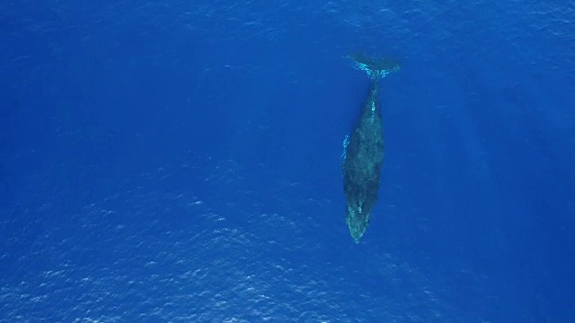 座头鲸鸟瞰图视频素材