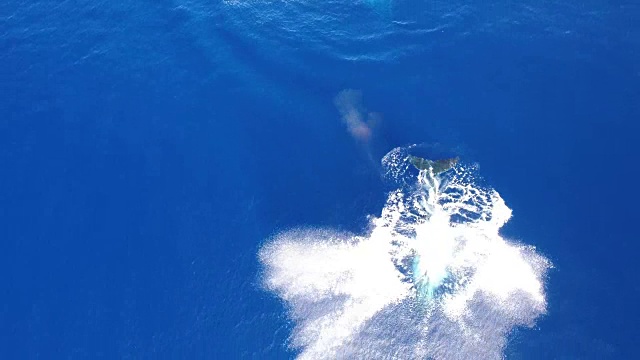 座头鲸破坏鸟瞰图视频素材