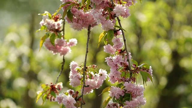 日本樱花盛开。视频素材