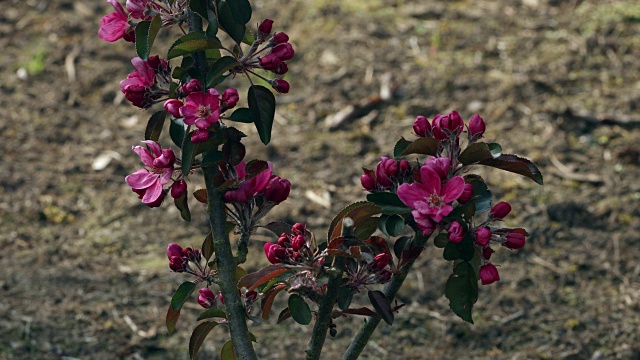 苹果树开花。视频素材