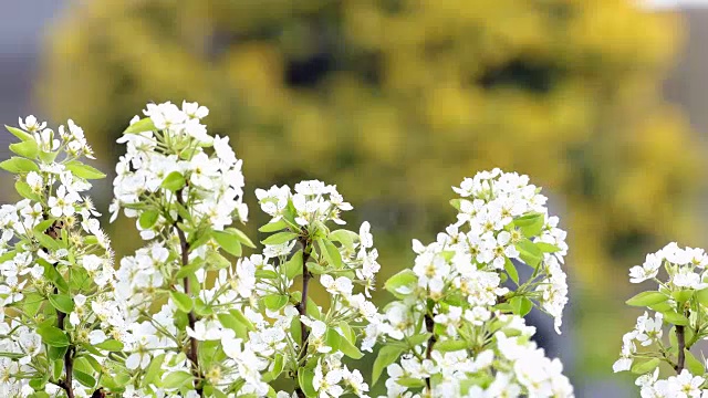 白色开花的果树。视频素材