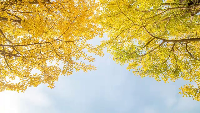 延时:日本东京立川花园，美丽的天空视频下载