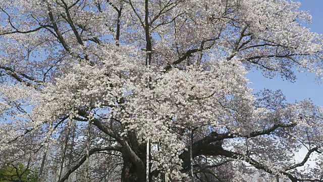 Koshidai樱花视频素材