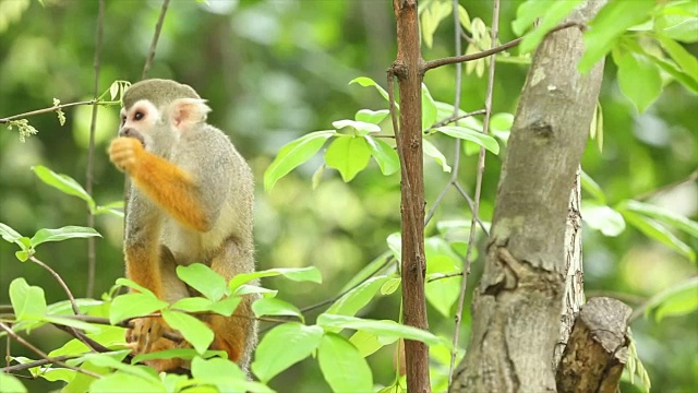 常见的松鼠猴视频素材