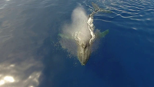 水面鸟瞰图中的座头鲸视频素材