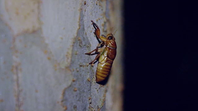 大型棕色蝉幼虫视频素材