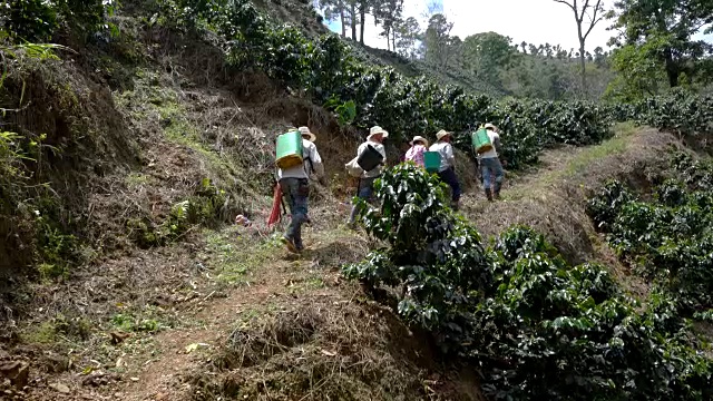 咖啡农民上山收集和熏蒸咖啡树视频素材