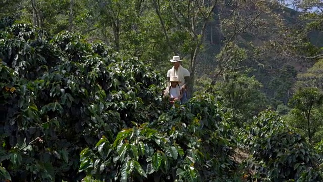 父亲和女儿穿过咖啡种植园视频素材