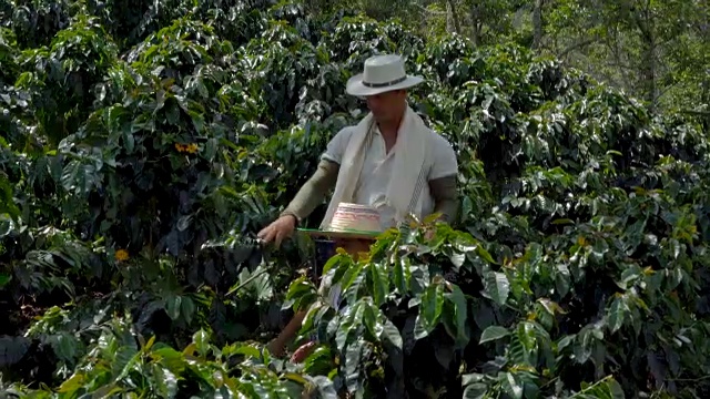 女儿和父亲正穿过一个咖啡种植园视频素材