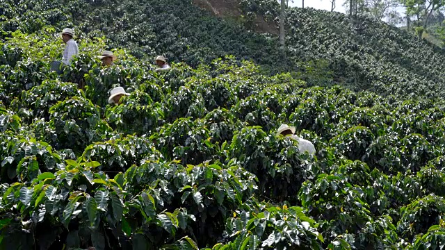 一群采摘咖啡豆的农民视频素材