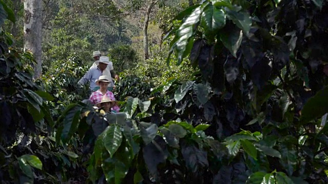 采集咖啡豆的家庭农民视频素材