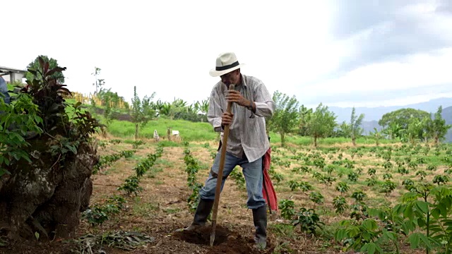 农民用铲子挖洞种咖啡视频下载