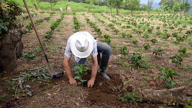 一个农夫正在把一棵咖啡树放在他之前挖的洞里视频下载