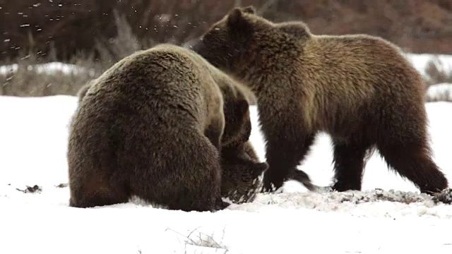 3只灰熊在雪地里打斗视频素材