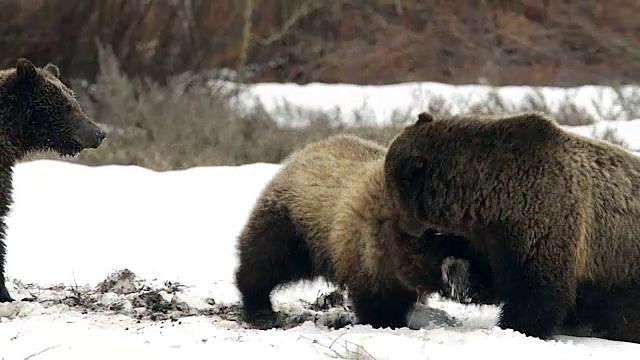 3只灰熊在雪地里打斗视频素材