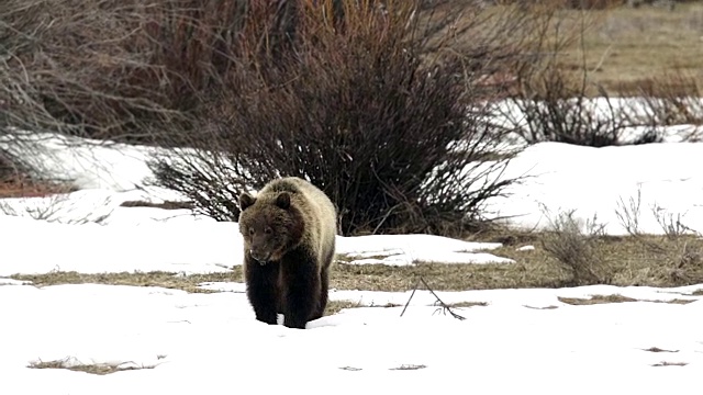 MS拍摄到一只灰熊(Ursus arctos)穿过雪地走向相机视频素材