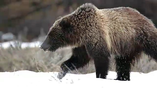 这是一只在雪地里行走的灰熊的TS镜头视频素材