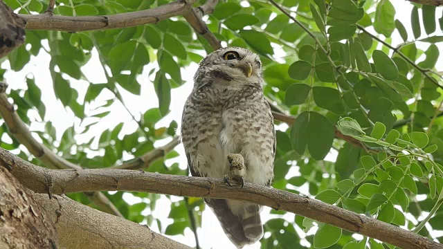 斑点猫头鹰在树上。视频下载