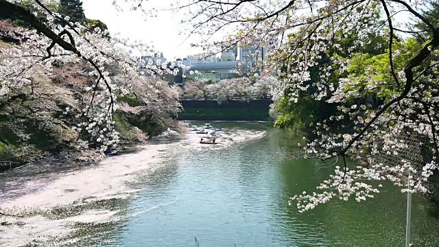 日本樱花在河边盛开视频素材