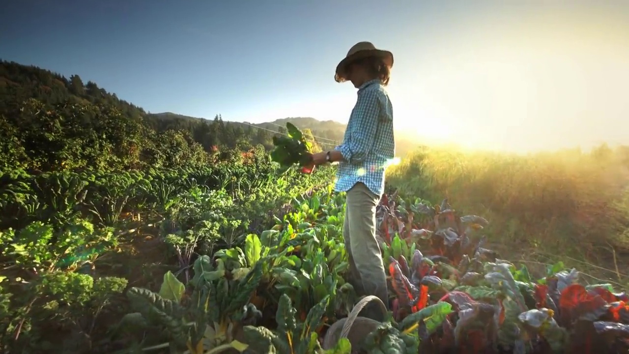 俄勒冈州，一名妇女在有机家庭农场收获莴苣视频下载
