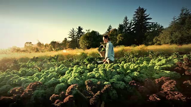 俄勒冈州，一名妇女在有机家庭农场收获莴苣视频素材