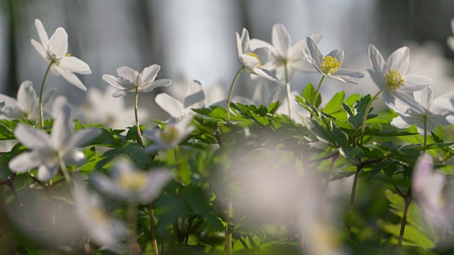 森林中的银莲花(木银莲花)。巴伐利亚,德国。视频素材