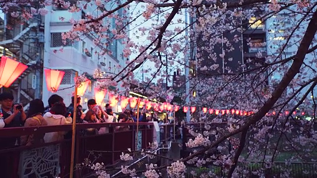 目黑河上的樱花。日本东京视频素材