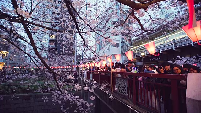 日本东京的樱花和目黑河视频下载
