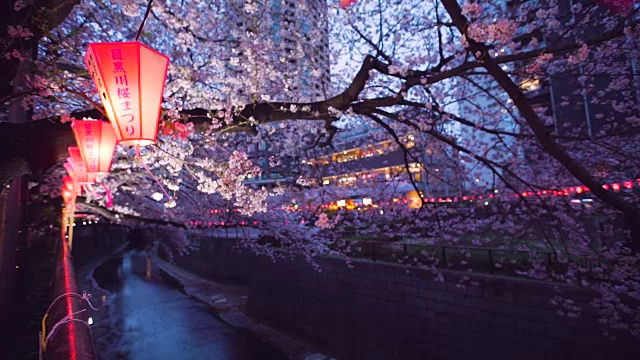 目黑河上的樱花。日本东京视频素材