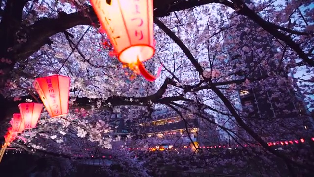 日本东京的樱花和目黑河视频下载