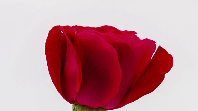 玫瑰盛开在一个时间流逝视频上的白色背景。红玫瑰在运动的时间流逝。视频下载