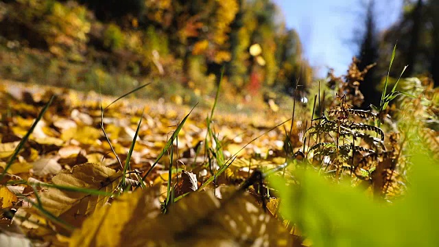 在加拿大的秋天里，在落叶中开车视频素材