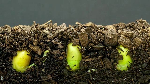 在黑色背景下拍摄的三颗豆芽的地下和地上视图。视频素材