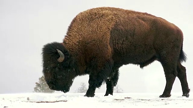冬天，黄石国家公园里的野牛向左行走视频素材