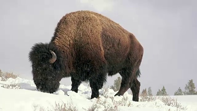 冬天，黄石国家公园，野牛用头推雪，吃草视频素材