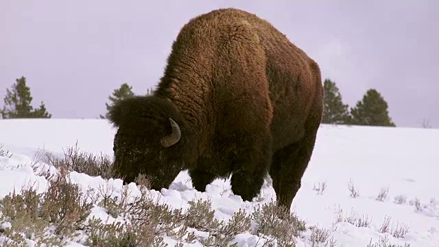 黄石国家公园，冬天，野牛在雪下吃鹅肝视频素材