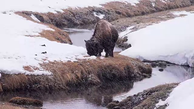 冬天，黄石国家公园里，在河边吃草的野牛下着雪视频素材