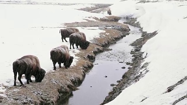 冬天，黄石国家公园里，一群在河边吃草的野牛视频素材