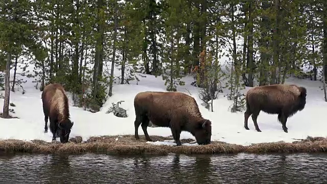 冬天，黄石国家公园火洞河沿岸的野牛视频素材