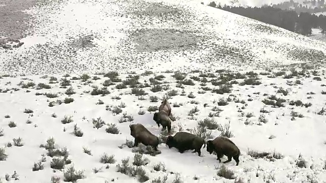 冬天，黄石国家公园里的野牛群艰难地穿过厚厚的积雪视频素材
