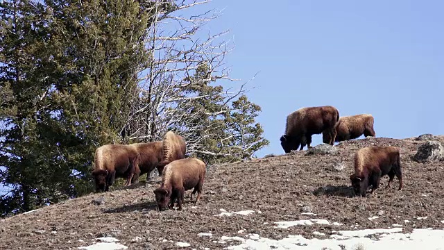 冬天，在黄石国家公园山顶上吃草的野牛群视频素材