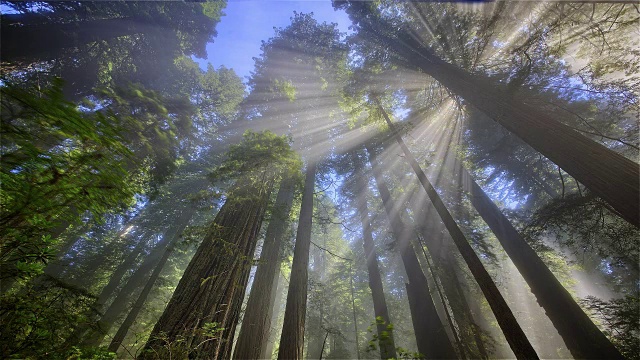 阳光穿过森林，红木国家公园，加利福尼亚视频下载