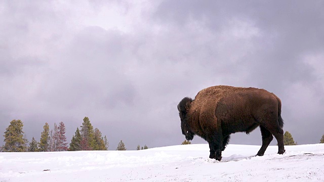 冬天，黄石国家公园里，野牛侧身而立，四处张望视频素材
