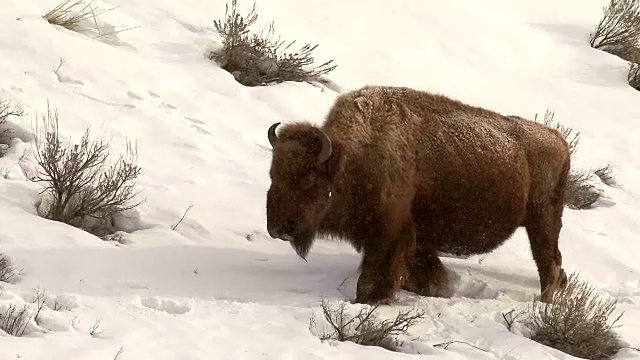 冬天，黄石国家公园里的野牛在厚厚的积雪中挣扎视频素材