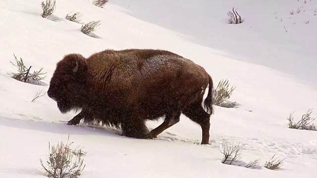 冬天，黄石国家公园里的野牛在厚厚的积雪中挣扎视频素材