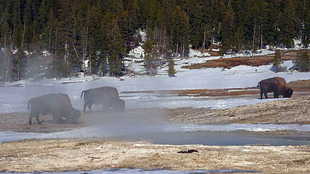 冬天，在黄石国家公园潮湿的草地上放牧的野牛群视频素材