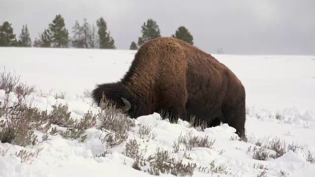 冬天，黄石国家公园里的野牛清扫积雪寻找草地视频素材
